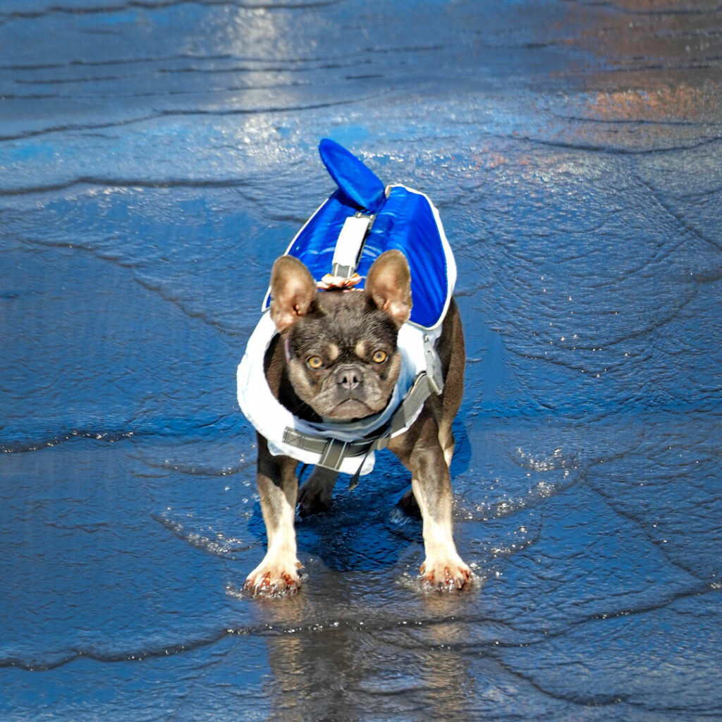 Hund auf der Wasserrutsche